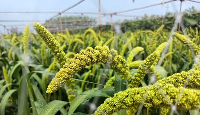 山东：盐碱地种出“中国新粮仓”