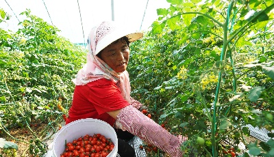 小番茄开启助农增收新天地   ——农业银行青岛分行金融助力平度西红柿规模化产业化发展