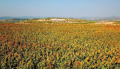 乡村振兴丨吕梁山高粱“映红”致富路