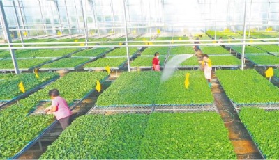 让乡村振兴齐鲁样板成色更足