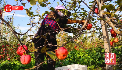 时政现场说丨察民情谋振兴 金秋漫山果飘香