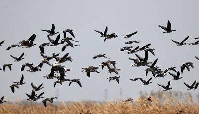 沿着习近平总书记的足迹，看山东黄河沿岸的新变化