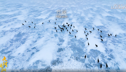 纪录片《大河之洲》丨迁徙，伟大的生命旅程