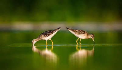 生态莱西，引鸟“莱”栖！