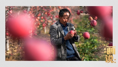 时政画说丨苹果熟了  