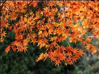 秋去冬来  秋色满园