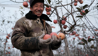 总书记关心的苹果成为乡亲们脱贫致富的“幸福果”