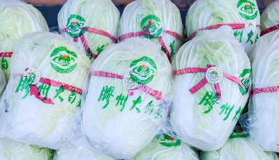 2022年膠州大白菜國(guó)際美食文化節(jié)在青島膠州啟動(dòng) 6萬(wàn)畝大白菜進(jìn)入大面積集中收獲季