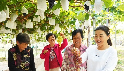 葡萄之乡的产业振兴密码  ——农业银行青岛分行为大泽山葡萄产业插上“金翅膀”