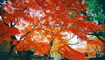 第五屆嶗山紅葉節(jié)線上活動(dòng)開始啦！