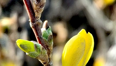 青岛：迎春花在冬日悄然绽放