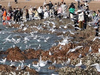 組圖：前海一線人鷗同樂
1月10日，記者在青島棧橋附近海域看到，大量海鷗翩翩起舞，成群結(jié)隊(duì)的翱翔，場(chǎng)面蔚為壯觀岸。岸上的游客和市民將手中的面包屑拋向海鷗，引來(lái)不少海鷗上下翻飛覓食。每逢這個(gè)季節(jié)，大批海鷗遷移到青島，成為棧橋風(fēng)景區(qū)一道靚麗的風(fēng)景線。據(jù)悉，20多年來(lái)，由于青島人“挽留”海鷗的行動(dòng)，來(lái)青越冬的海鷗數(shù)量從1994年的2000只增長(zhǎng)到現(xiàn)在的10多萬(wàn)只。
青島財(cái)經(jīng)日?qǐng)?bào)/首頁(yè)新聞 記者  馬藝峰 攝影報(bào)道