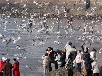 組圖：前海一線人鷗同樂
1月10日，記者在青島棧橋附近海域看到，大量海鷗翩翩起舞，成群結(jié)隊(duì)的翱翔，場(chǎng)面蔚為壯觀岸。岸上的游客和市民將手中的面包屑拋向海鷗，引來(lái)不少海鷗上下翻飛覓食。每逢這個(gè)季節(jié)，大批海鷗遷移到青島，成為棧橋風(fēng)景區(qū)一道靚麗的風(fēng)景線。據(jù)悉，20多年來(lái)，由于青島人“挽留”海鷗的行動(dòng)，來(lái)青越冬的海鷗數(shù)量從1994年的2000只增長(zhǎng)到現(xiàn)在的10多萬(wàn)只。
青島財(cái)經(jīng)日?qǐng)?bào)/首頁(yè)新聞 記者  馬藝峰 攝影報(bào)道