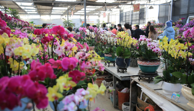 “花”样过大年！青岛市第四届年宵花节市场销售火爆  ​