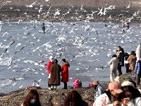 組圖：前海一線人鷗同樂
1月10日，記者在青島棧橋附近海域看到，大量海鷗翩翩起舞，成群結(jié)隊(duì)的翱翔，場(chǎng)面蔚為壯觀岸。岸上的游客和市民將手中的面包屑拋向海鷗，引來(lái)不少海鷗上下翻飛覓食。每逢這個(gè)季節(jié)，大批海鷗遷移到青島，成為棧橋風(fēng)景區(qū)一道靚麗的風(fēng)景線。據(jù)悉，20多年來(lái)，由于青島人“挽留”海鷗的行動(dòng)，來(lái)青越冬的海鷗數(shù)量從1994年的2000只增長(zhǎng)到現(xiàn)在的10多萬(wàn)只。
青島財(cái)經(jīng)日?qǐng)?bào)/首頁(yè)新聞 記者  馬藝峰 攝影報(bào)道