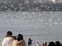 組圖：前海一線人鷗同樂
1月10日，記者在青島棧橋附近海域看到，大量海鷗翩翩起舞，成群結(jié)隊(duì)的翱翔，場(chǎng)面蔚為壯觀岸。岸上的游客和市民將手中的面包屑拋向海鷗，引來(lái)不少海鷗上下翻飛覓食。每逢這個(gè)季節(jié)，大批海鷗遷移到青島，成為棧橋風(fēng)景區(qū)一道靚麗的風(fēng)景線。據(jù)悉，20多年來(lái)，由于青島人“挽留”海鷗的行動(dòng)，來(lái)青越冬的海鷗數(shù)量從1994年的2000只增長(zhǎng)到現(xiàn)在的10多萬(wàn)只。
青島財(cái)經(jīng)日?qǐng)?bào)/首頁(yè)新聞 記者  馬藝峰 攝影報(bào)道