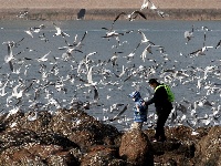 組圖：前海一線人鷗同樂
1月10日，記者在青島棧橋附近海域看到，大量海鷗翩翩起舞，成群結(jié)隊(duì)的翱翔，場(chǎng)面蔚為壯觀岸。岸上的游客和市民將手中的面包屑拋向海鷗，引來(lái)不少海鷗上下翻飛覓食。每逢這個(gè)季節(jié)，大批海鷗遷移到青島，成為棧橋風(fēng)景區(qū)一道靚麗的風(fēng)景線。據(jù)悉，20多年來(lái)，由于青島人“挽留”海鷗的行動(dòng)，來(lái)青越冬的海鷗數(shù)量從1994年的2000只增長(zhǎng)到現(xiàn)在的10多萬(wàn)只。
青島財(cái)經(jīng)日?qǐng)?bào)/首頁(yè)新聞 記者  馬藝峰 攝影報(bào)道