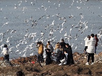 組圖：前海一線人鷗同樂
1月10日，記者在青島棧橋附近海域看到，大量海鷗翩翩起舞，成群結(jié)隊(duì)的翱翔，場(chǎng)面蔚為壯觀岸。岸上的游客和市民將手中的面包屑拋向海鷗，引來(lái)不少海鷗上下翻飛覓食。每逢這個(gè)季節(jié)，大批海鷗遷移到青島，成為棧橋風(fēng)景區(qū)一道靚麗的風(fēng)景線。據(jù)悉，20多年來(lái)，由于青島人“挽留”海鷗的行動(dòng)，來(lái)青越冬的海鷗數(shù)量從1994年的2000只增長(zhǎng)到現(xiàn)在的10多萬(wàn)只。
青島財(cái)經(jīng)日?qǐng)?bào)/首頁(yè)新聞 記者  馬藝峰 攝影報(bào)道