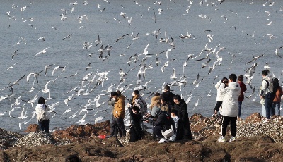 组图：前海一线人鸥同乐
1月10日，记者在青岛栈桥附近海域看到，大量海鸥翩翩起舞，成群结队的翱翔，场面蔚为壮观岸。岸上的游客和市民将手中的面包屑抛向海鸥，引来不少海鸥上下翻飞觅食。每逢这个季节，大批海鸥迁移到青岛，成为栈桥风景区一道靓丽的风景线。据悉，20多年来，由于青岛人“挽留”海鸥的行动，来青越冬的海鸥数量从1994年的2000只增长到现在的10多万只。
青岛财经日报/首页新闻 记者  马艺峰 摄影报道