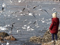 組圖：前海一線人鷗同樂
1月10日，記者在青島棧橋附近海域看到，大量海鷗翩翩起舞，成群結(jié)隊(duì)的翱翔，場(chǎng)面蔚為壯觀岸。岸上的游客和市民將手中的面包屑拋向海鷗，引來(lái)不少海鷗上下翻飛覓食。每逢這個(gè)季節(jié)，大批海鷗遷移到青島，成為棧橋風(fēng)景區(qū)一道靚麗的風(fēng)景線。據(jù)悉，20多年來(lái)，由于青島人“挽留”海鷗的行動(dòng)，來(lái)青越冬的海鷗數(shù)量從1994年的2000只增長(zhǎng)到現(xiàn)在的10多萬(wàn)只。
青島財(cái)經(jīng)日?qǐng)?bào)/首頁(yè)新聞 記者  馬藝峰 攝影報(bào)道