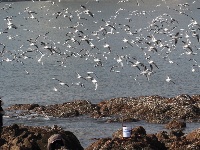 組圖：前海一線人鷗同樂
1月10日，記者在青島棧橋附近海域看到，大量海鷗翩翩起舞，成群結(jié)隊(duì)的翱翔，場(chǎng)面蔚為壯觀岸。岸上的游客和市民將手中的面包屑拋向海鷗，引來(lái)不少海鷗上下翻飛覓食。每逢這個(gè)季節(jié)，大批海鷗遷移到青島，成為棧橋風(fēng)景區(qū)一道靚麗的風(fēng)景線。據(jù)悉，20多年來(lái)，由于青島人“挽留”海鷗的行動(dòng)，來(lái)青越冬的海鷗數(shù)量從1994年的2000只增長(zhǎng)到現(xiàn)在的10多萬(wàn)只。
青島財(cái)經(jīng)日?qǐng)?bào)/首頁(yè)新聞 記者  馬藝峰 攝影報(bào)道