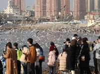 組圖：前海一線人鷗同樂
1月10日，記者在青島棧橋附近海域看到，大量海鷗翩翩起舞，成群結(jié)隊(duì)的翱翔，場(chǎng)面蔚為壯觀岸。岸上的游客和市民將手中的面包屑拋向海鷗，引來(lái)不少海鷗上下翻飛覓食。每逢這個(gè)季節(jié)，大批海鷗遷移到青島，成為棧橋風(fēng)景區(qū)一道靚麗的風(fēng)景線。據(jù)悉，20多年來(lái)，由于青島人“挽留”海鷗的行動(dòng)，來(lái)青越冬的海鷗數(shù)量從1994年的2000只增長(zhǎng)到現(xiàn)在的10多萬(wàn)只。
青島財(cái)經(jīng)日?qǐng)?bào)/首頁(yè)新聞 記者  馬藝峰 攝影報(bào)道