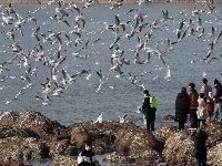 組圖：前海一線人鷗同樂
1月10日，記者在青島棧橋附近海域看到，大量海鷗翩翩起舞，成群結(jié)隊(duì)的翱翔，場(chǎng)面蔚為壯觀岸。岸上的游客和市民將手中的面包屑拋向海鷗，引來(lái)不少海鷗上下翻飛覓食。每逢這個(gè)季節(jié)，大批海鷗遷移到青島，成為棧橋風(fēng)景區(qū)一道靚麗的風(fēng)景線。據(jù)悉，20多年來(lái)，由于青島人“挽留”海鷗的行動(dòng)，來(lái)青越冬的海鷗數(shù)量從1994年的2000只增長(zhǎng)到現(xiàn)在的10多萬(wàn)只。
青島財(cái)經(jīng)日?qǐng)?bào)/首頁(yè)新聞 記者  馬藝峰 攝影報(bào)道