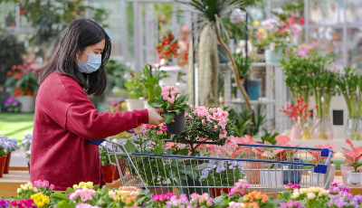 青岛第四届年宵花节来了！