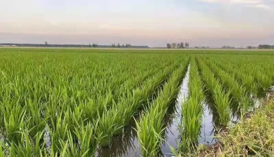 農業農村部：去年糧食增產74億斤，農民人均可支配收入邁上2萬元臺階