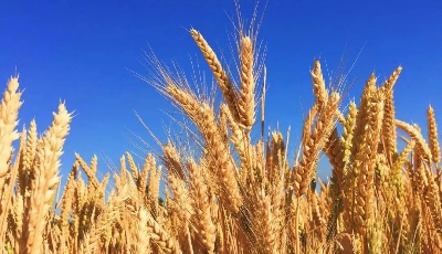 中央一號文件首提“農業強國”，有何深意？