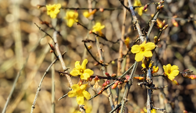 迎春花开 春天的脚步正向我们走来