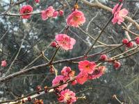 现场：红梅花开秀春色