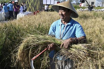 首个乡村振兴用地政策指南发布