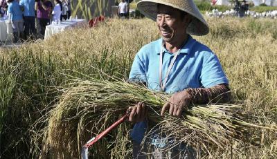 國家統(tǒng)計局：全國糧食總產(chǎn)量13908.2億斤，比上年增加177.6億斤