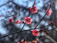 现场：红梅花开秀春色