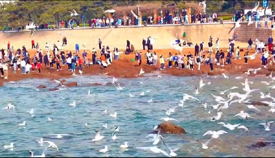 海鸥迁徙在即 市民与海鸥深情互动依依不舍