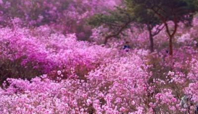 大珠山杜鹃花会4月1日启幕！交通管制方案公布