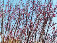 现场：红梅花开秀春色