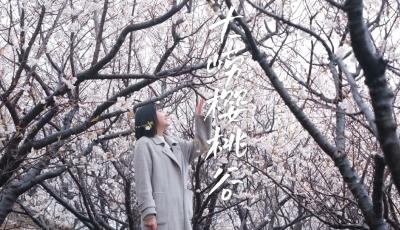 【視頻】大嶗櫻桃谷的櫻桃花已到盛花期！首屆青島櫻桃花節開幕！