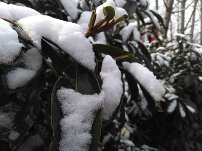 冰雪成为冬季消费大热门  元旦出国滑雪人数激增