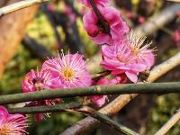 现场：红梅花开秀春色