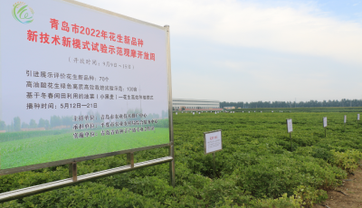 青岛市6个优势特色作物品种入选“国家队”