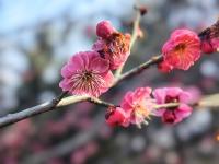 现场：红梅花开秀春色