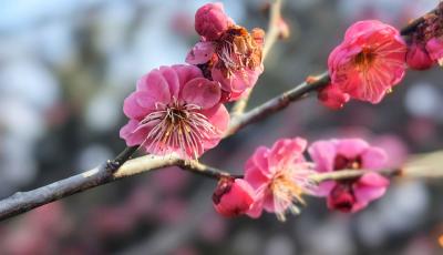 现场：红梅花开秀春色