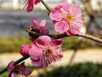 现场：红梅花开秀春色