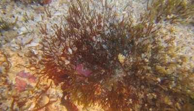 中科院海洋所发现江蓠科海藻新物种曾氏江蓠