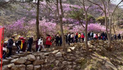 花果飘香 “莓”不胜收，青岛市4月份观光采摘路线出炉啦