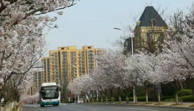 短途游、拼长假，没有调休的清明节怎么玩？