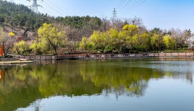 假期观花采摘攻略出炉 带你尽享青岛最美春天