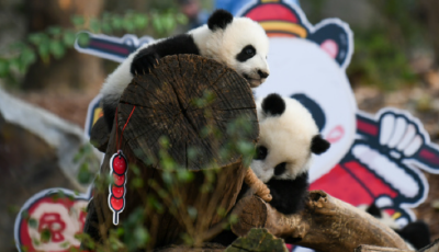 成都大熊猫繁育研究基地通报多起不文明行为